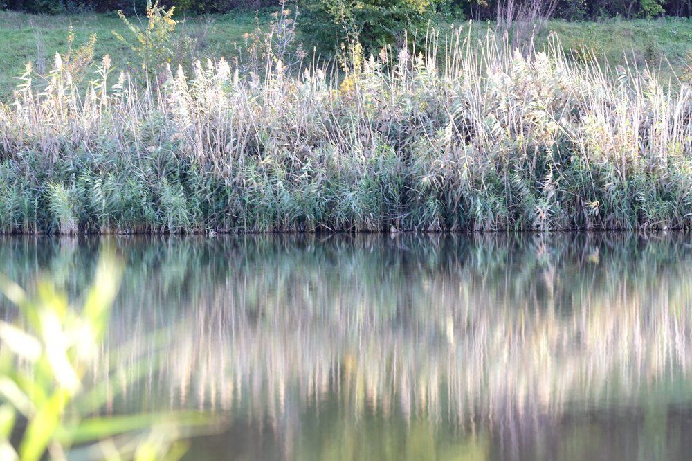 симметрия природы