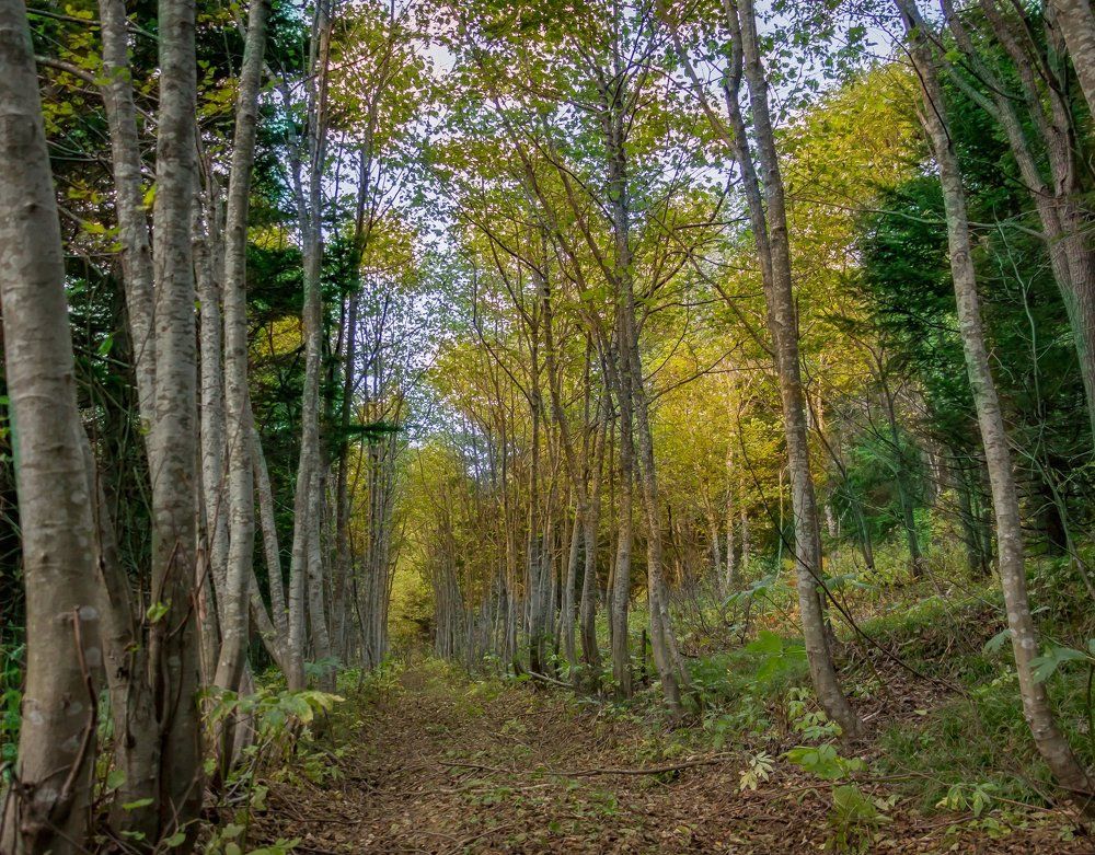 дорога в осень