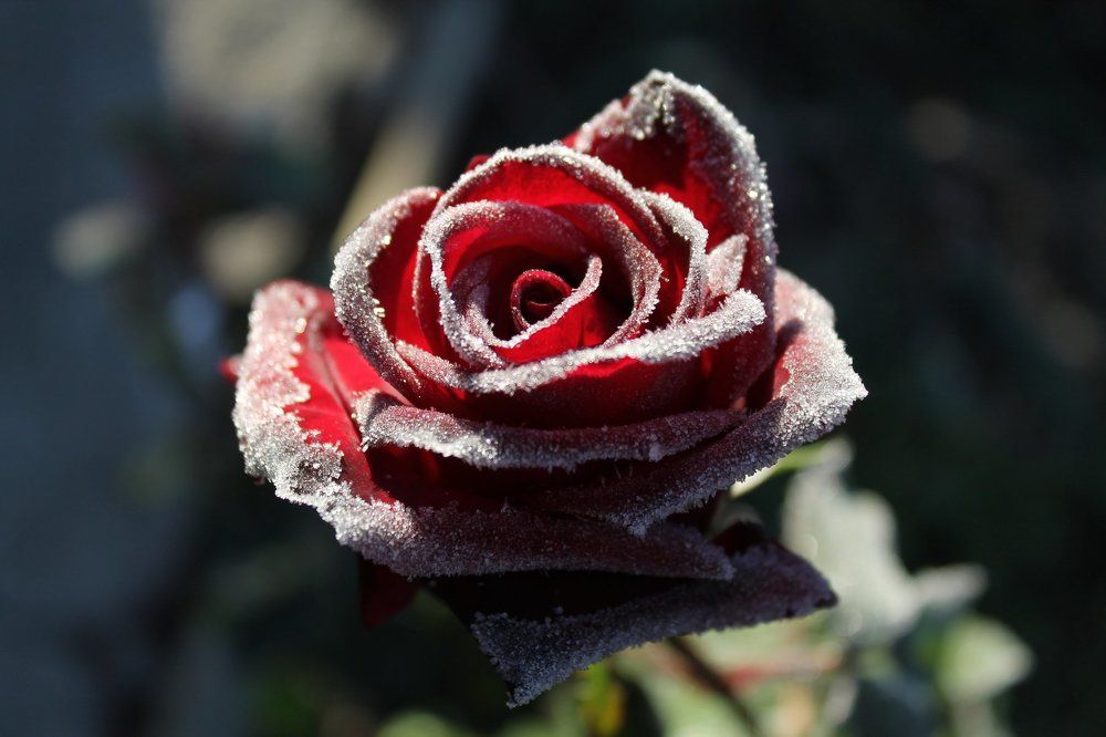 Первые заморозки