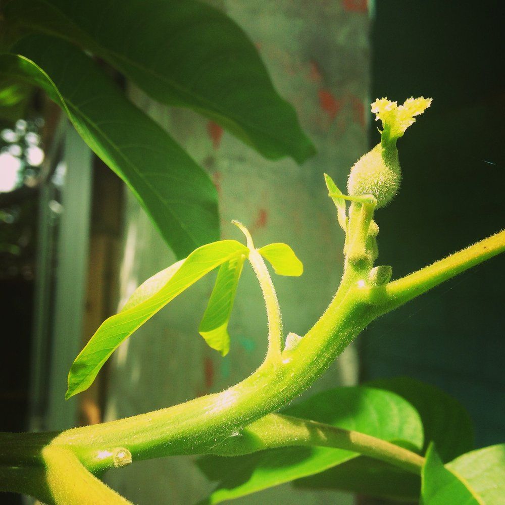 молодой орешек