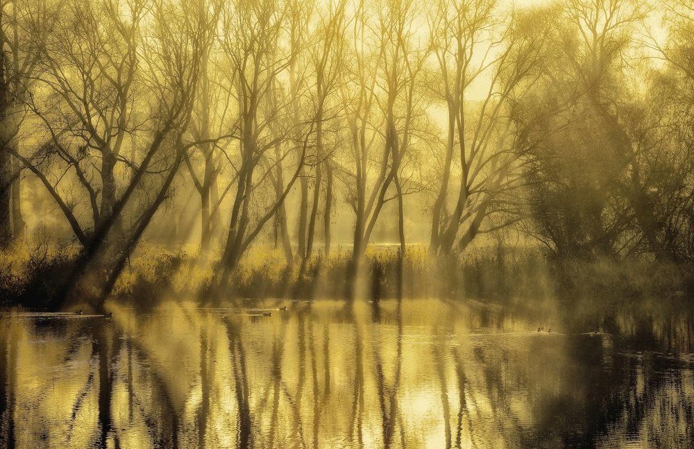 Туманное утро