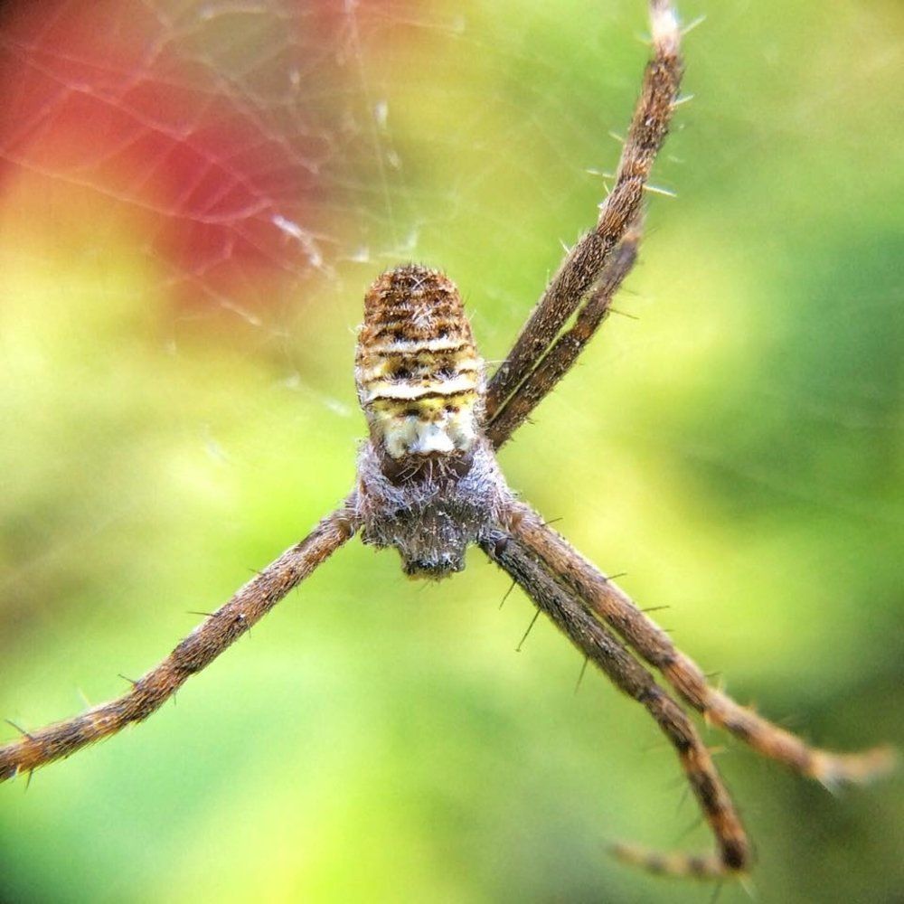 Five-Legged Spider