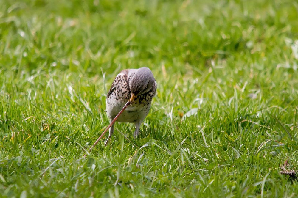 Ставка - жизнь