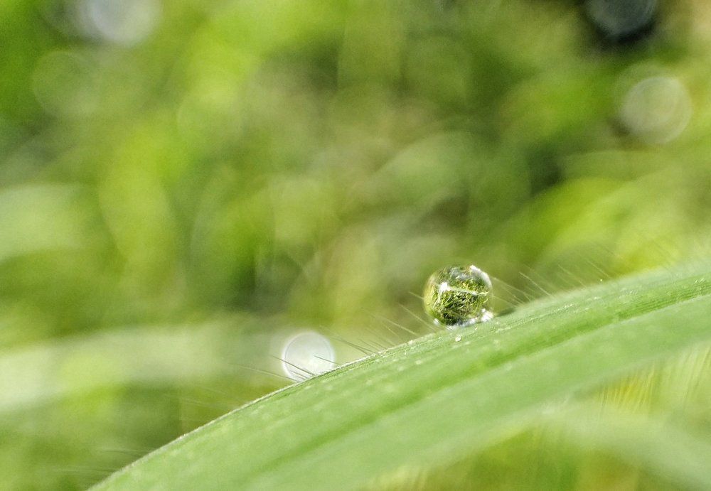 World in a drop of dew