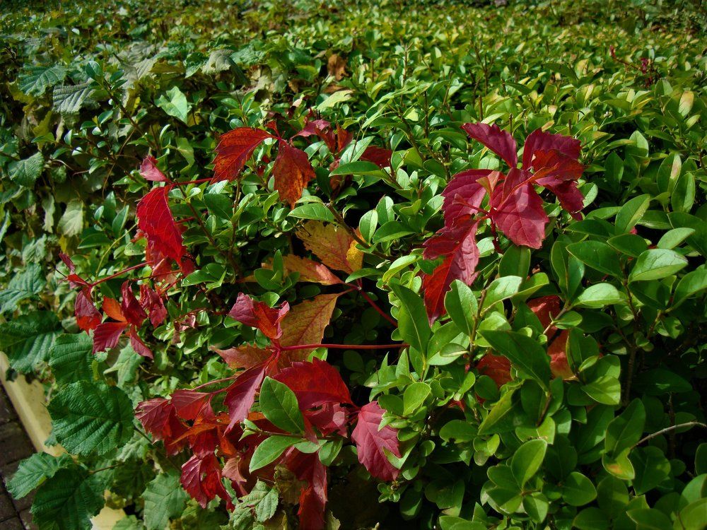 краски осени