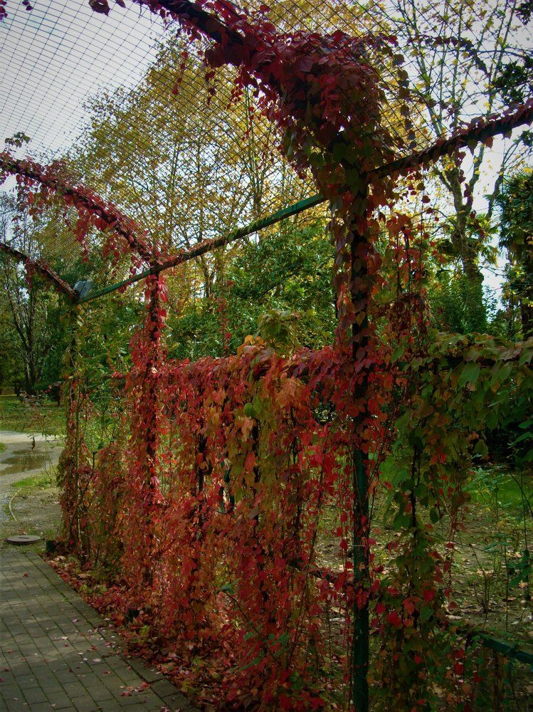 краски осени