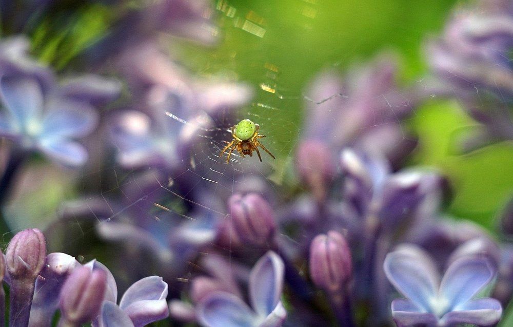 Мелоч Пузатый Паукович