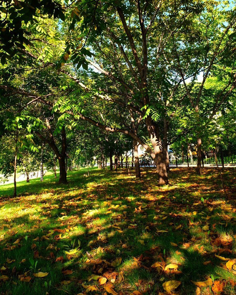 Дыхание осени