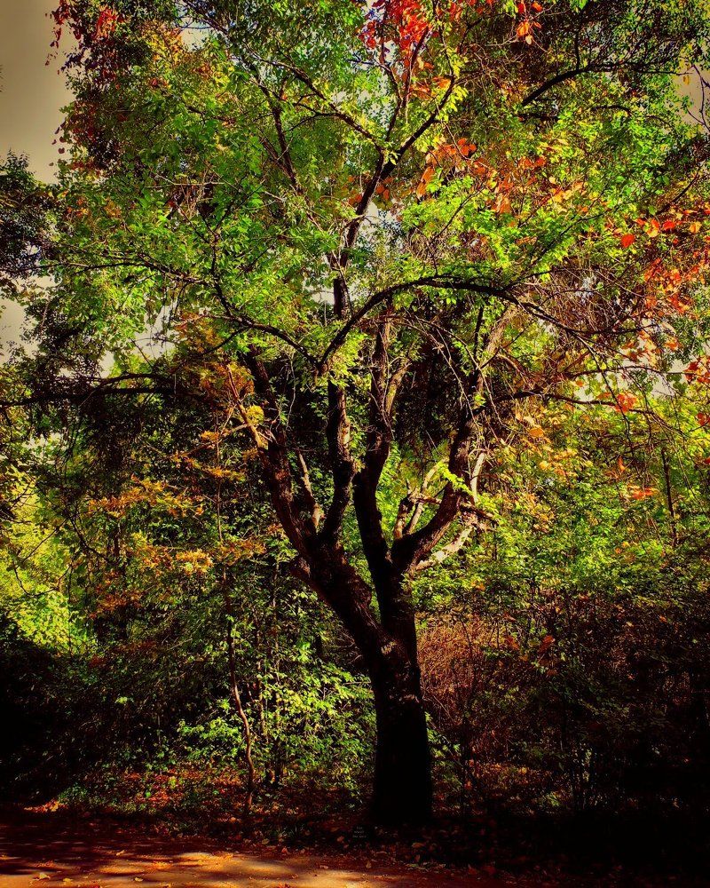 Осенний пейзаж