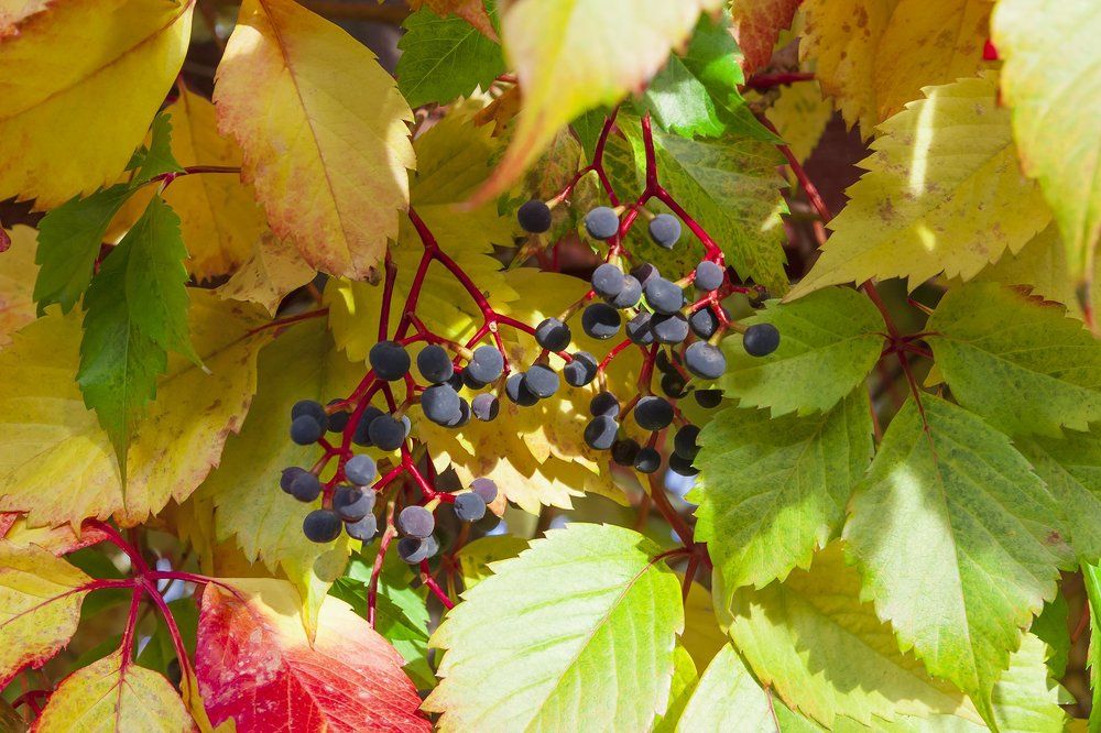 Красно-жёлтое настроение...