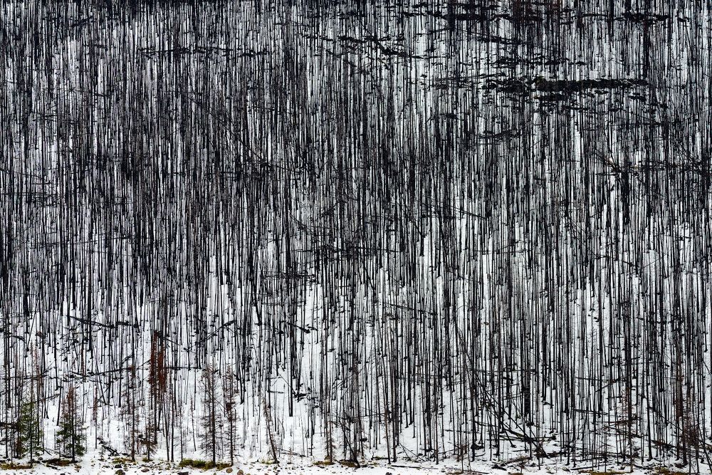 Мёртвый лес