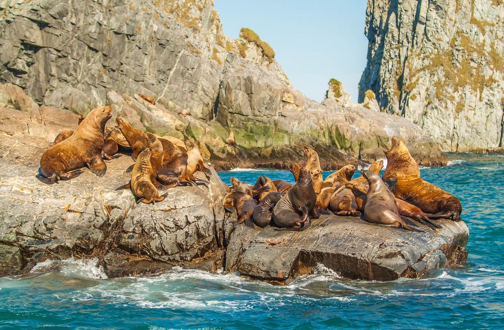 Сивучи, мыс Кекурный (Камчатка)