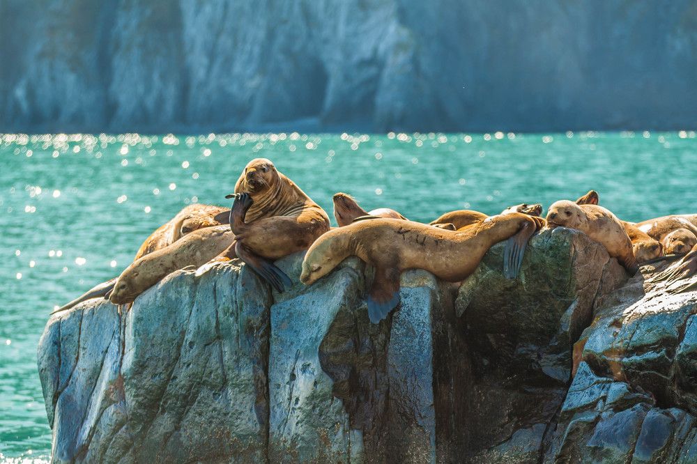 Сивучи, мыс Кекурный (Камчатка)