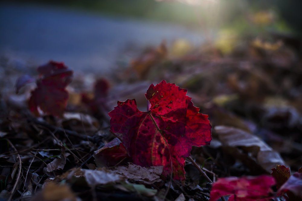 Photograph by Mary Petrova