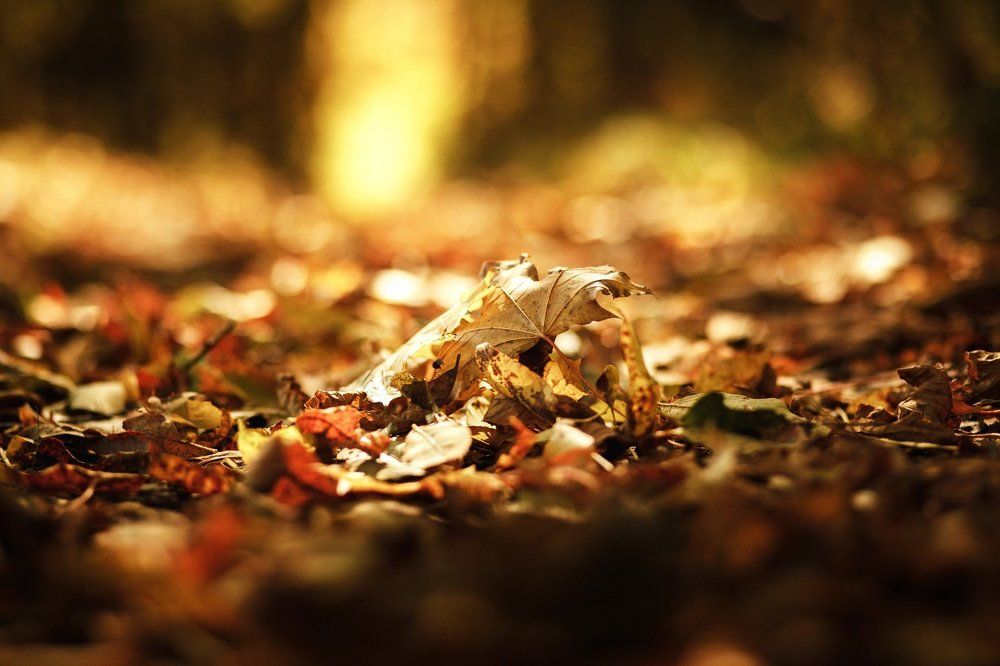 Золото осени