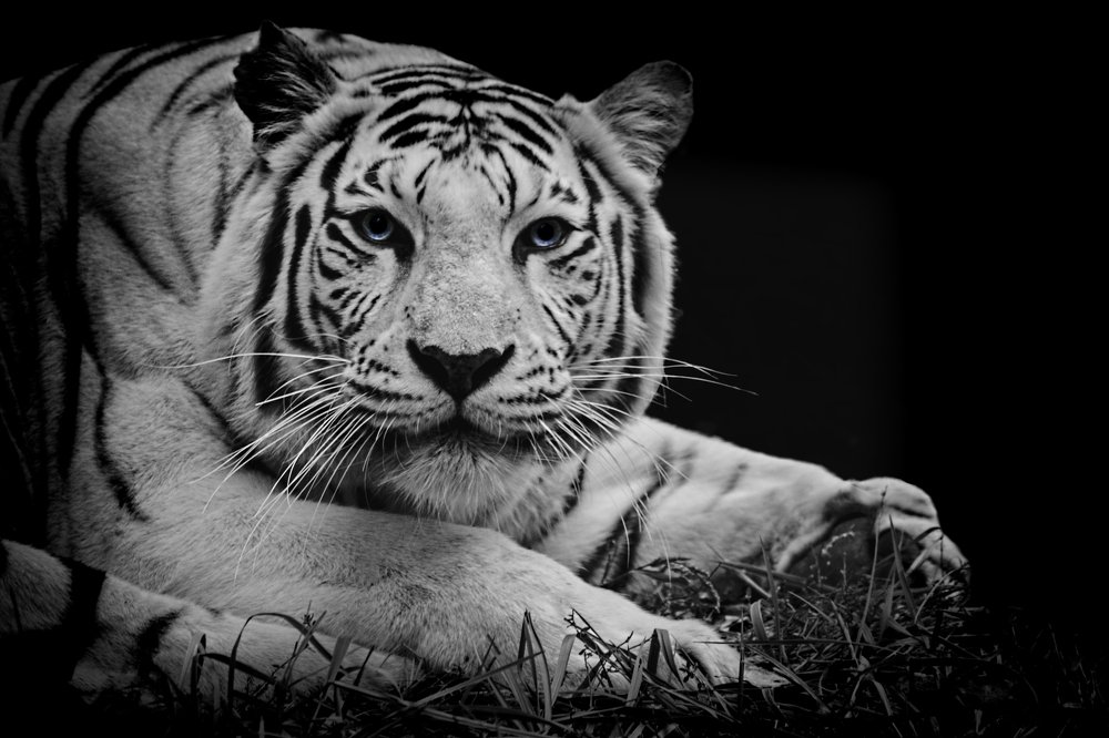 Бенгальский тигр