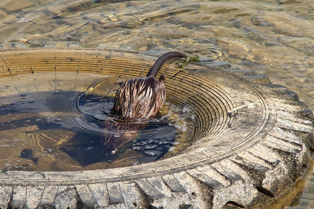 Дом ондатры