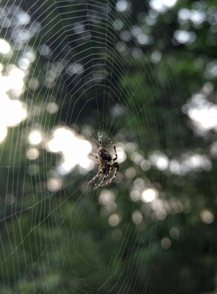 Webbed