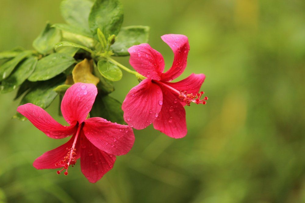 "The colours of Nature"