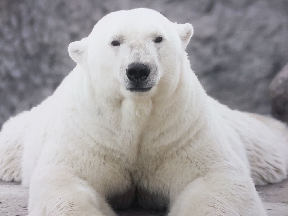 Белый мишка