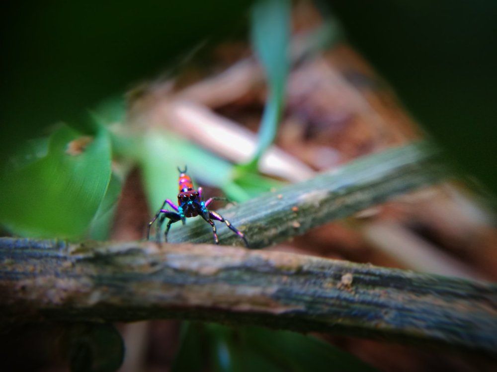 Colourful spider