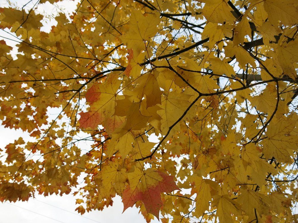 Под осенним зонтом.