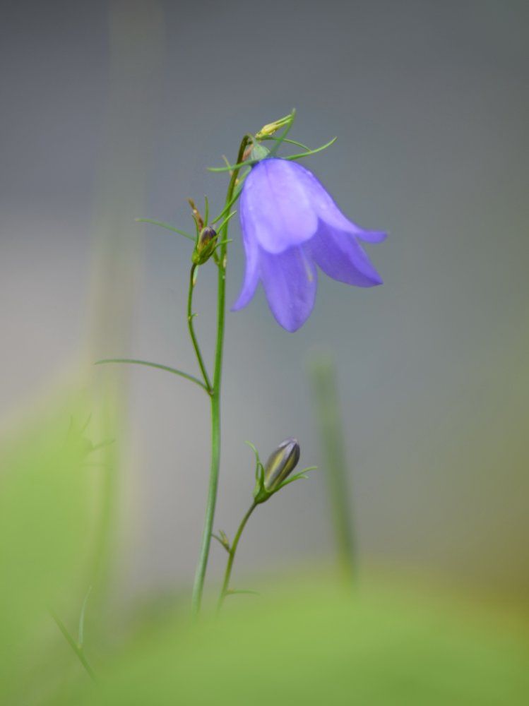 Колокольчика звон не слышен в лесу...