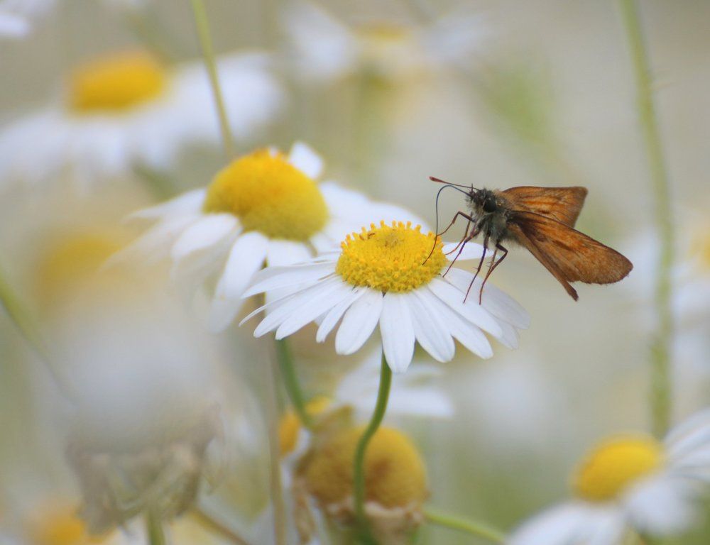 Толстоголовка лесная