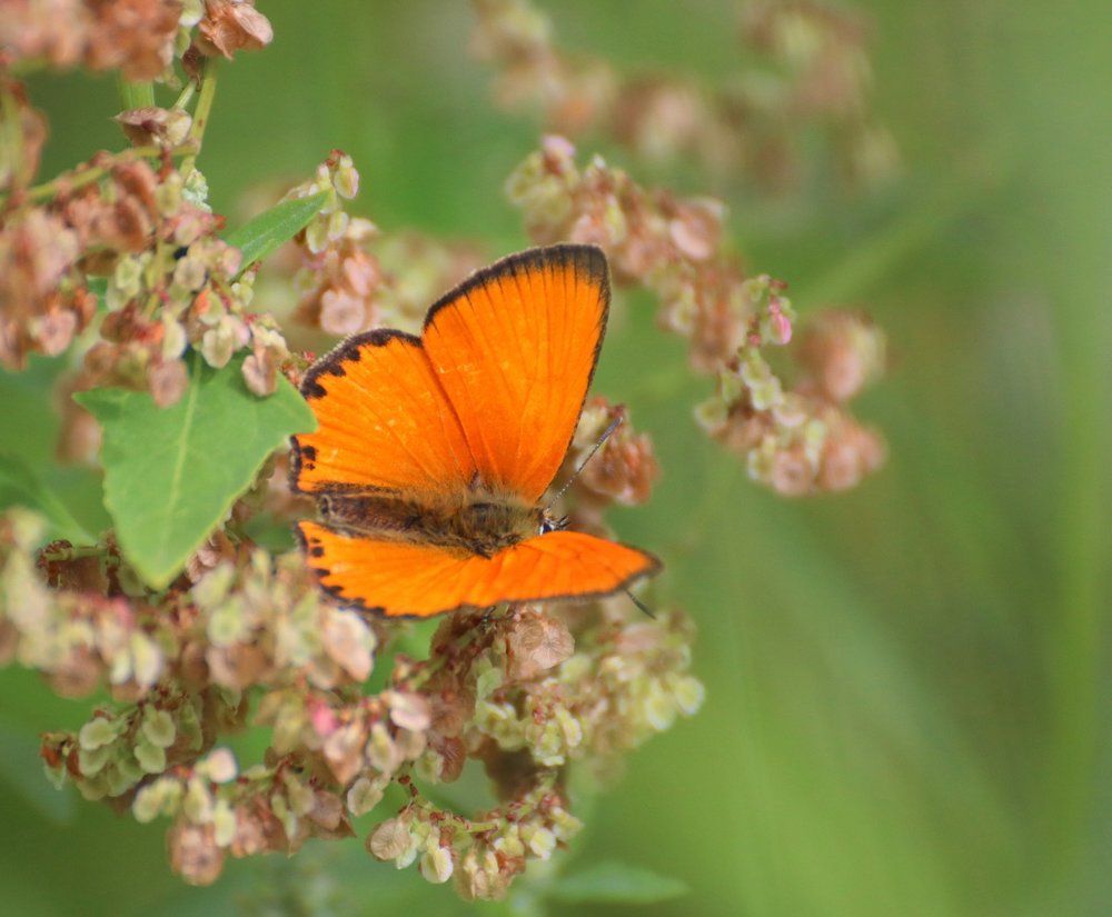 Червонец огненный