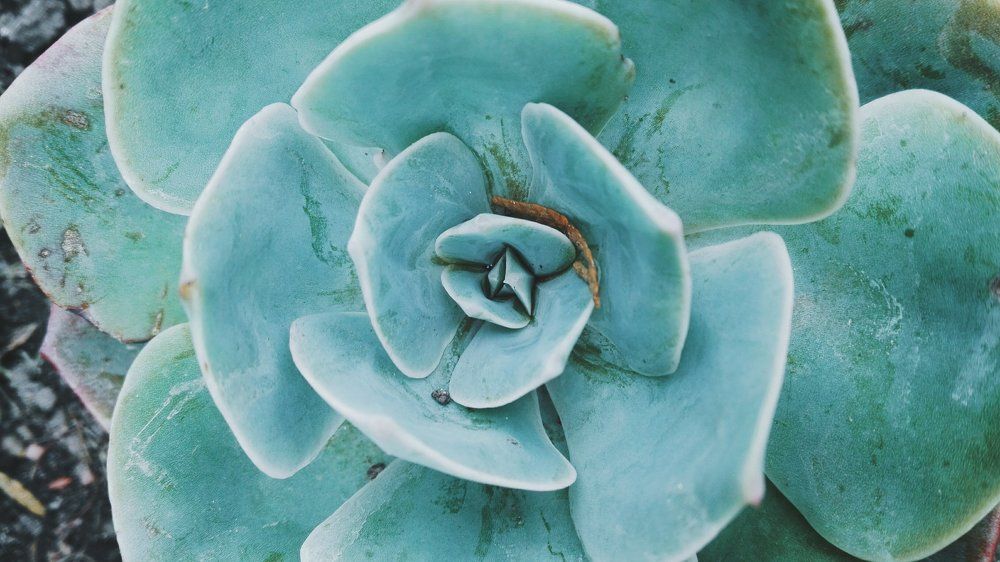 Turquoise
