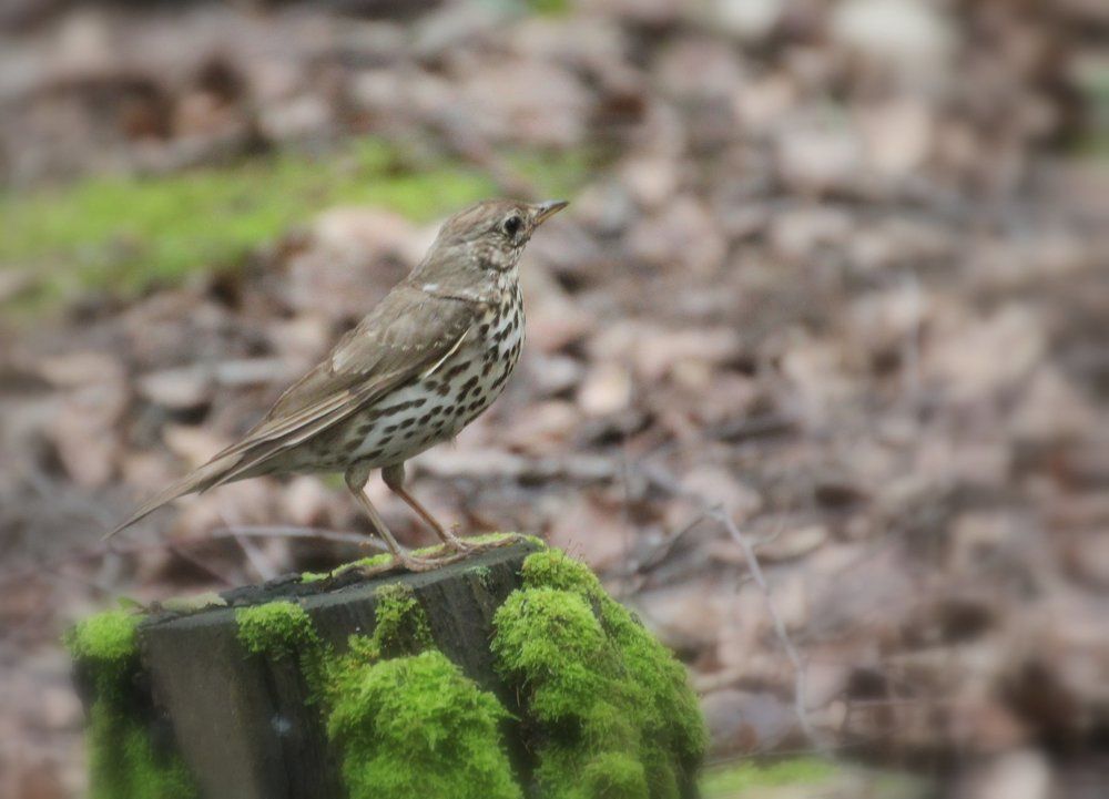 Сейчас спою!