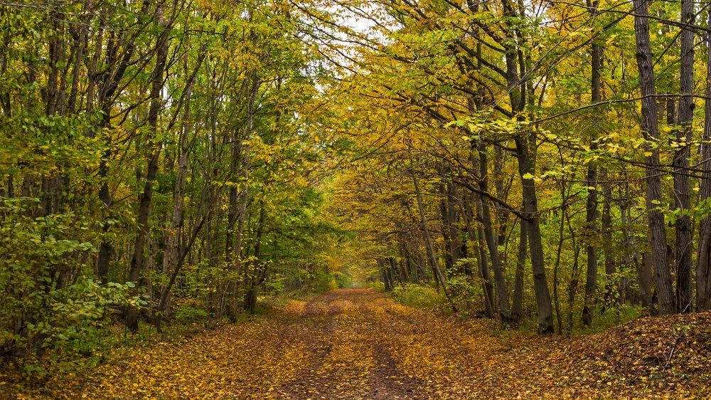 Краски осени