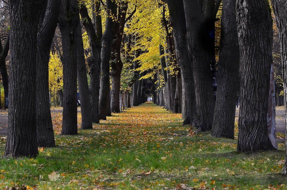 Photograph by Алексей Фомичев