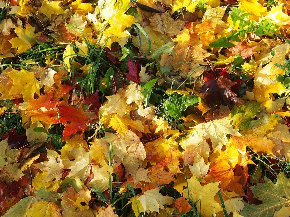 Разноцветье