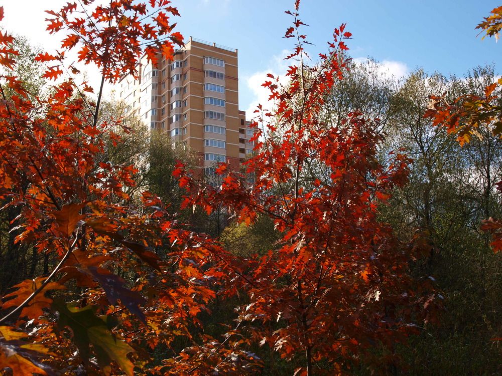Осень на Сетуни   Москва