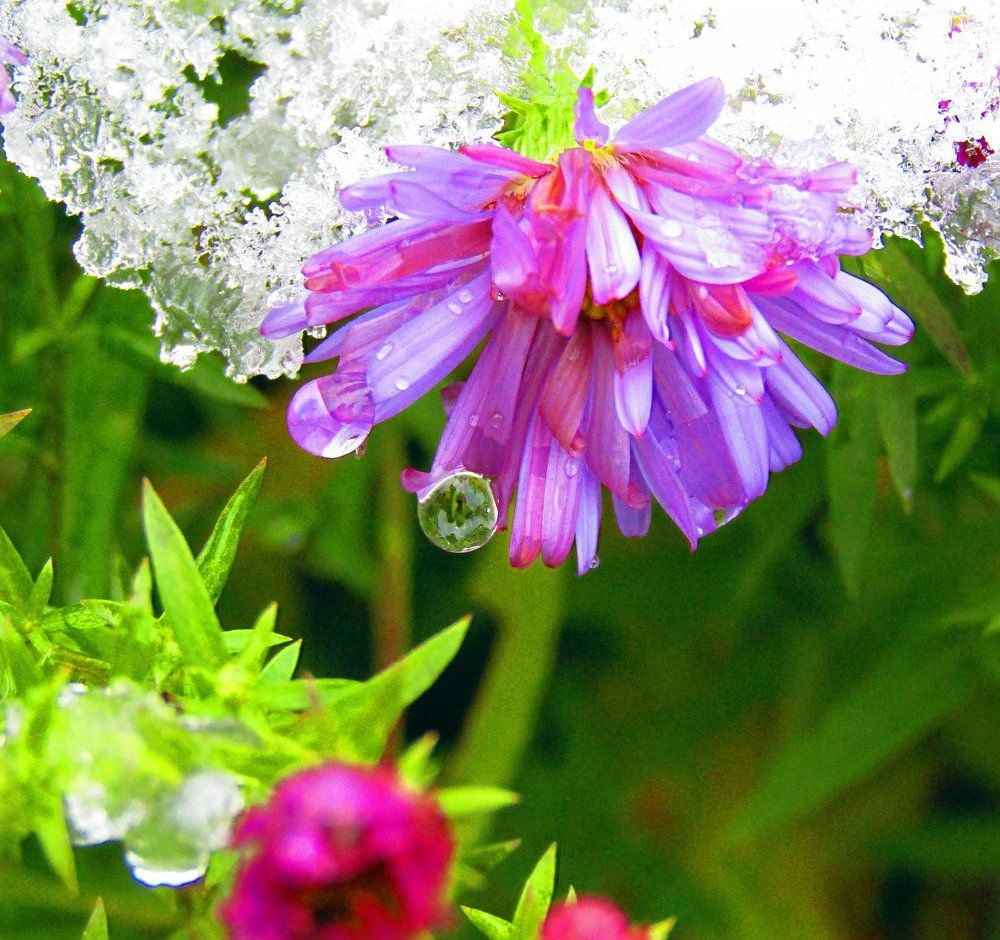 Цветы тоже плачут