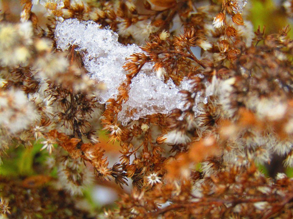 Первый снег