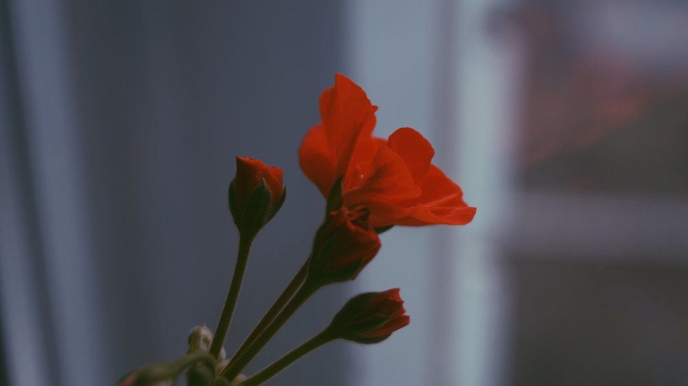 Red flower
