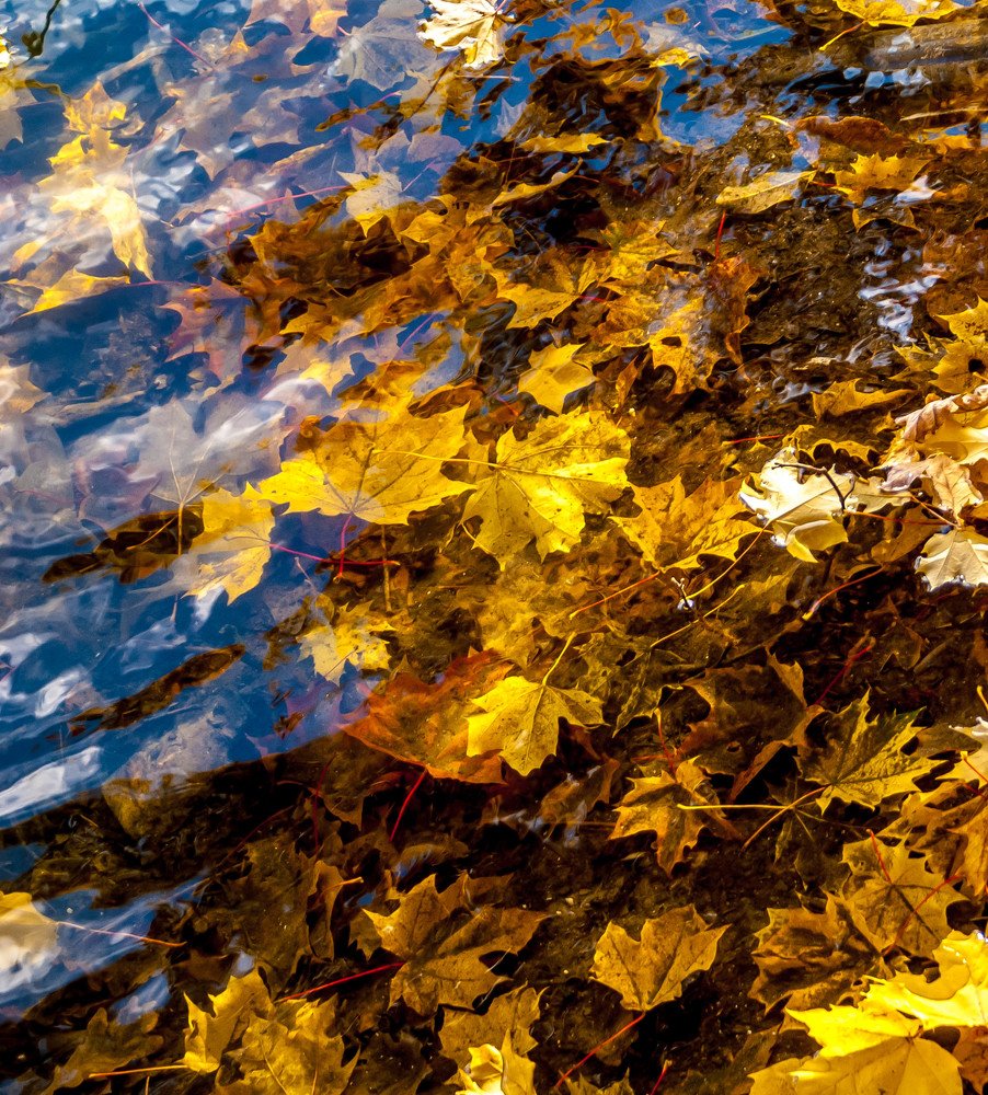 Небо отражается в листьях