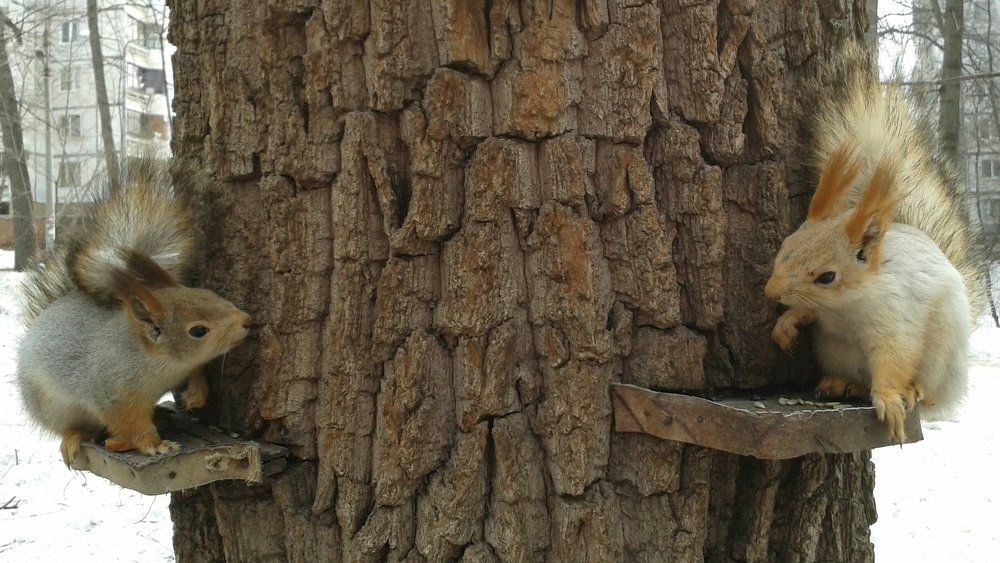 Белки в городе