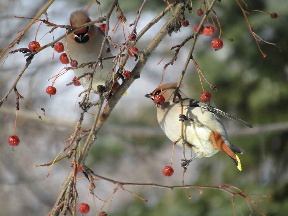 Свиристели