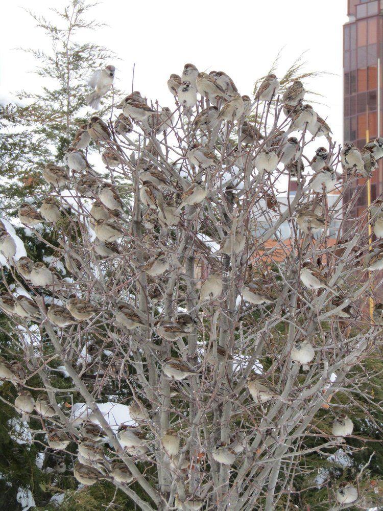 Воробьиное дерево