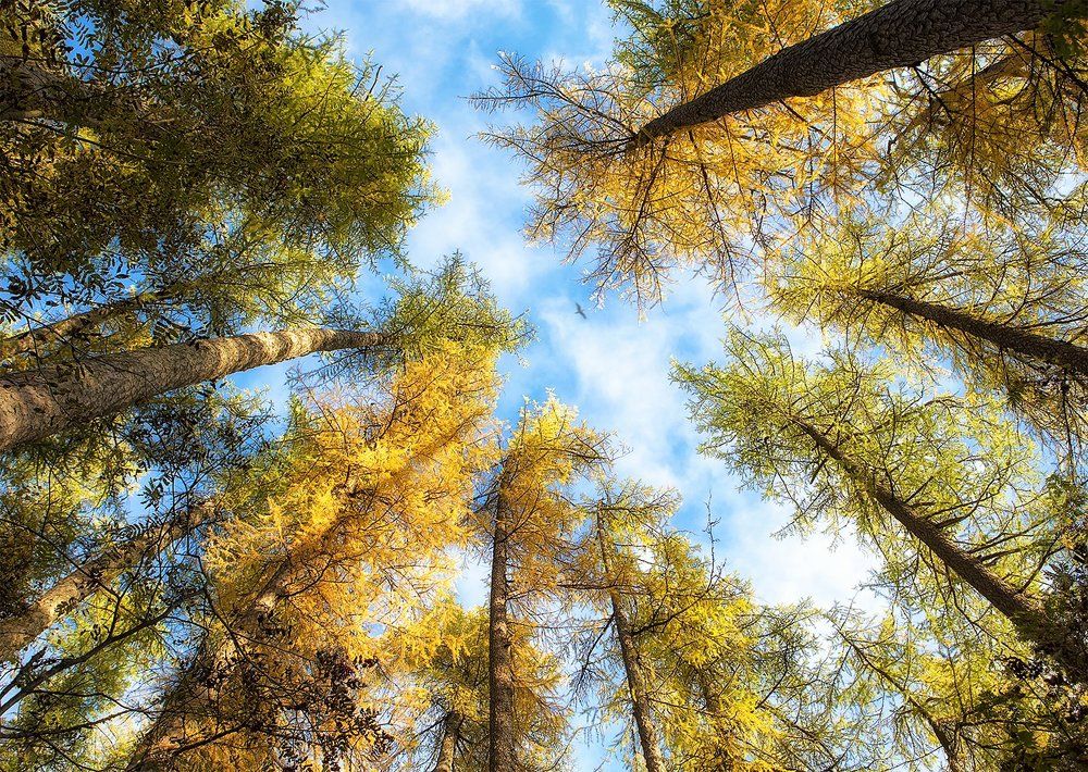 Линдуловская роща