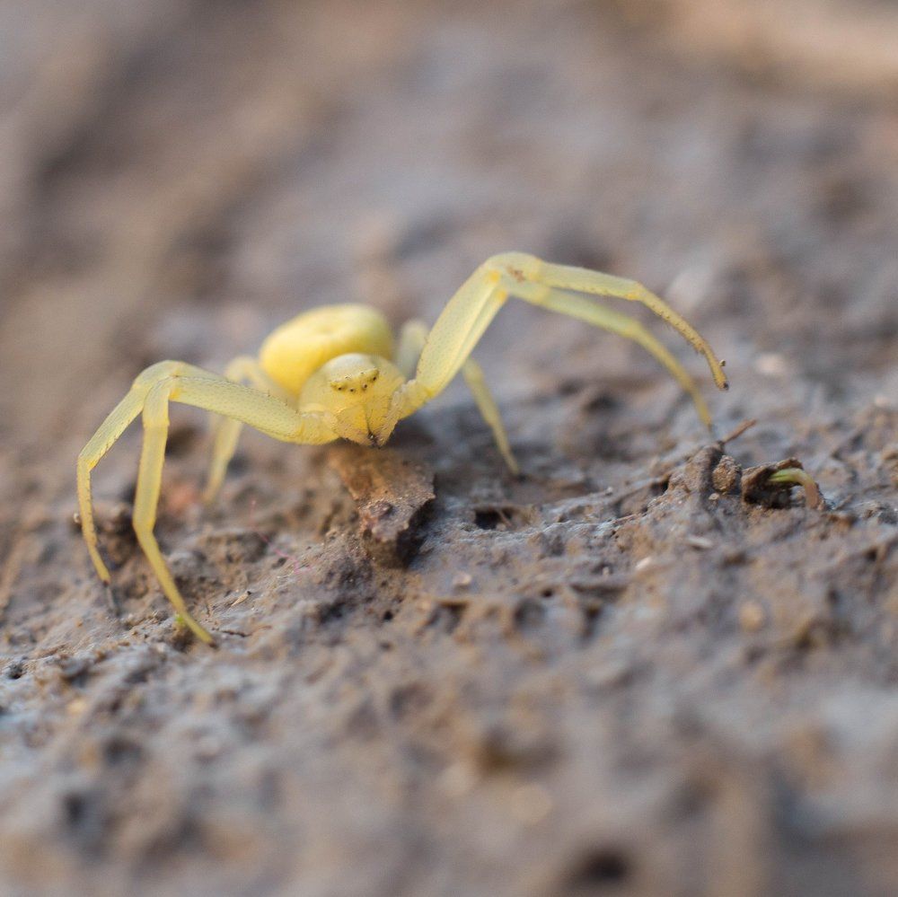 Желтенький