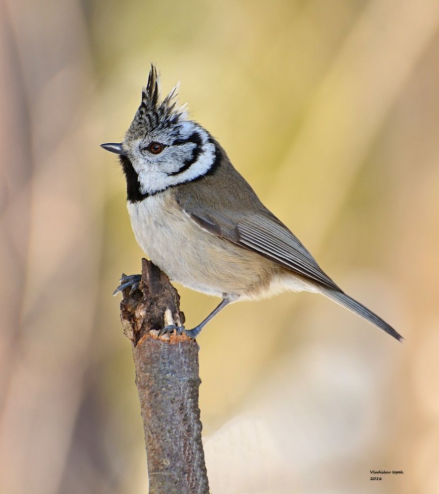 Хохлатая синица