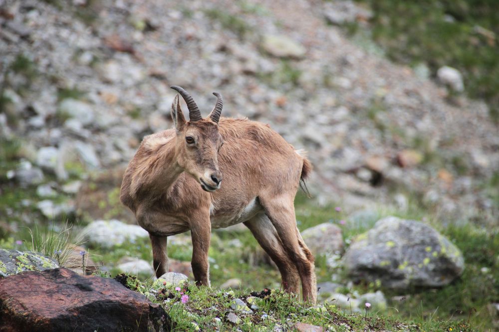 Тур в районе Безенги, Кавказ