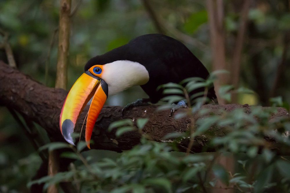 Любопытный