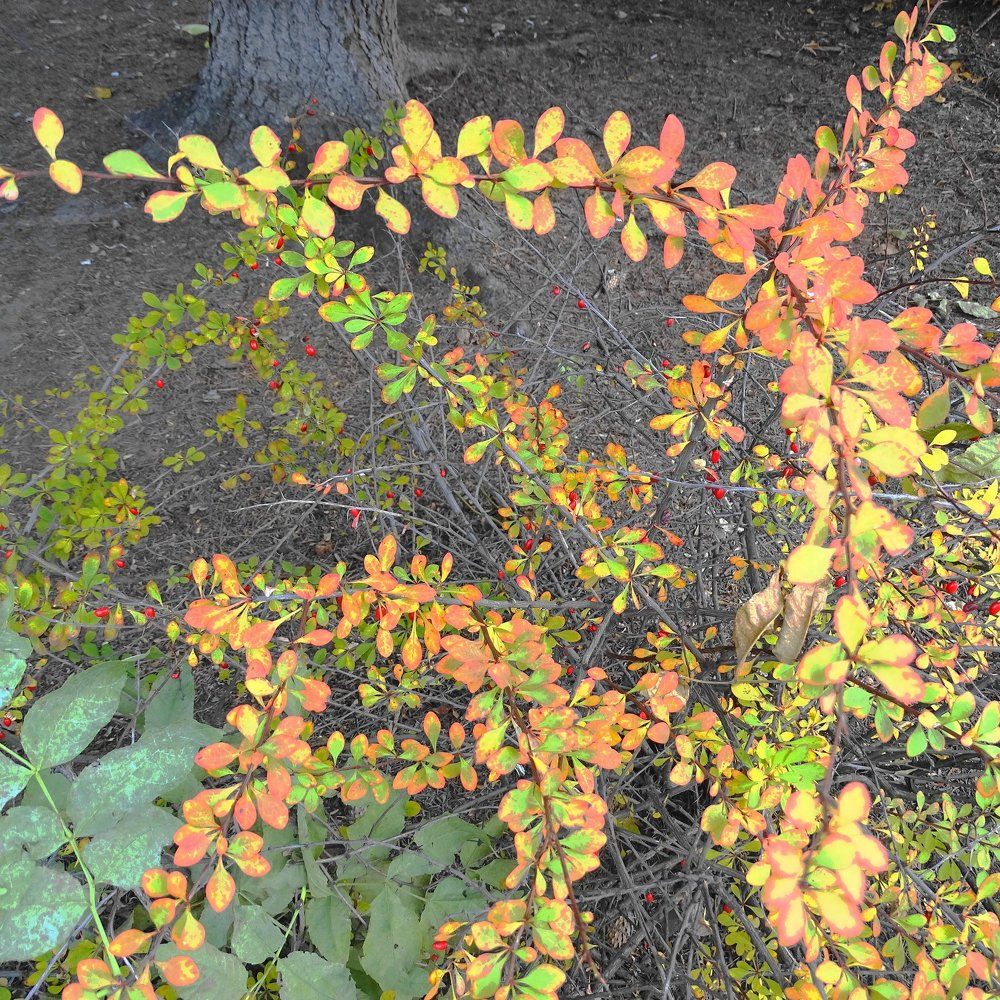 Геометрия веток