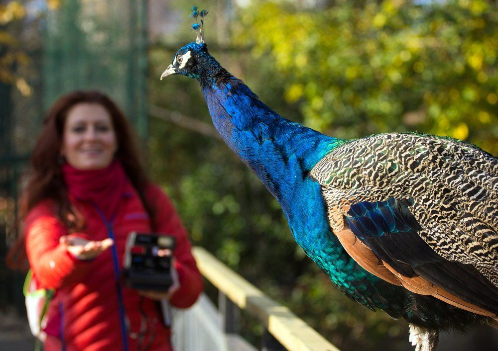 Женщина и павлин.