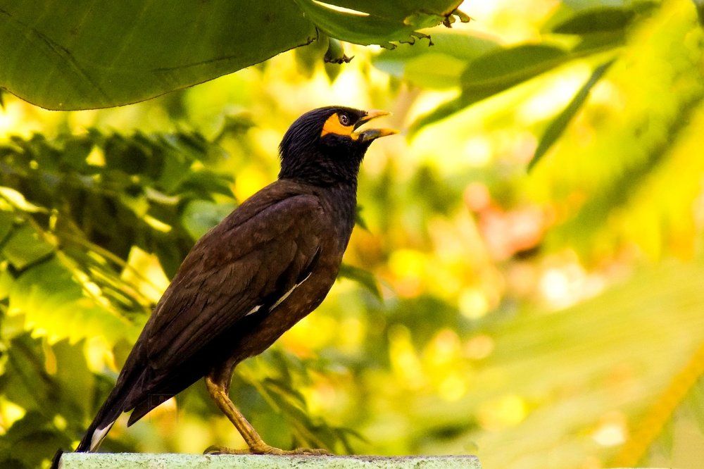 Random Myna
